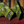 Load image into Gallery viewer, "Cactus Camo" Blade Putter Cover