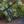 Load image into Gallery viewer, "Cactus Camo" Blade Putter Cover
